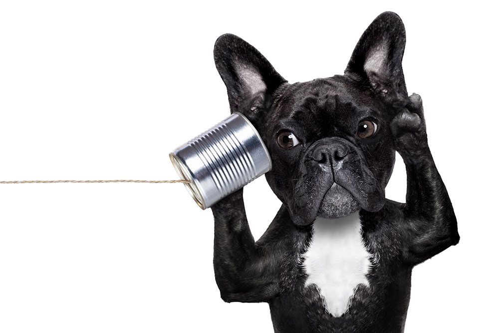 relazione e comunicazione con il tuo cane