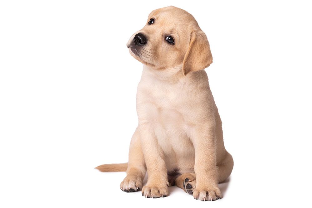 Percorso per cuccioli di cane