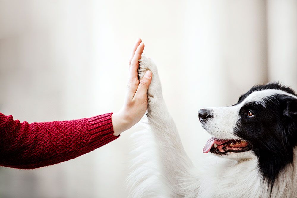 Comprendere il linguaggio del cane